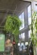 Rhipsalis oasis (1).JPG