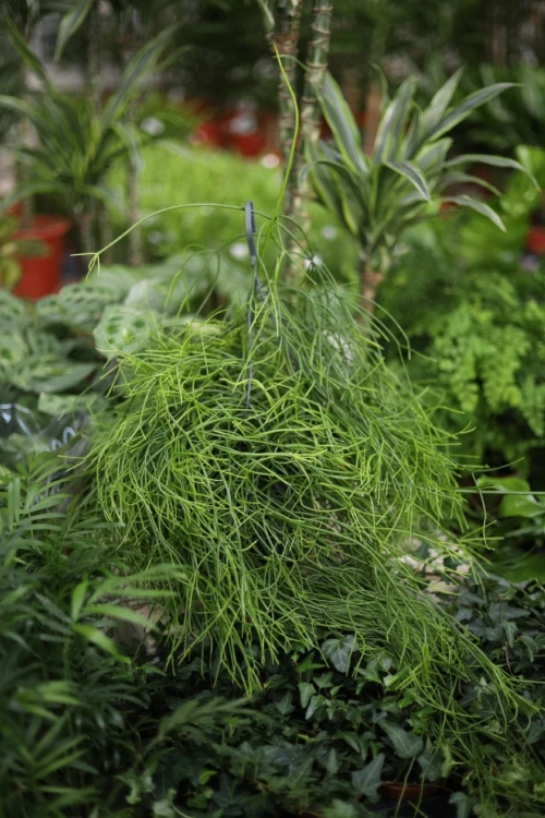 Rhipsalis oasis (2).JPG