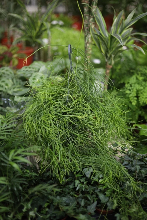 Rhipsalis oasis (3).JPG