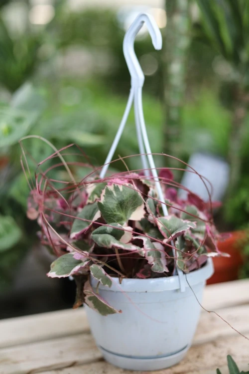 saxifraga stolofoniera (4).JPG