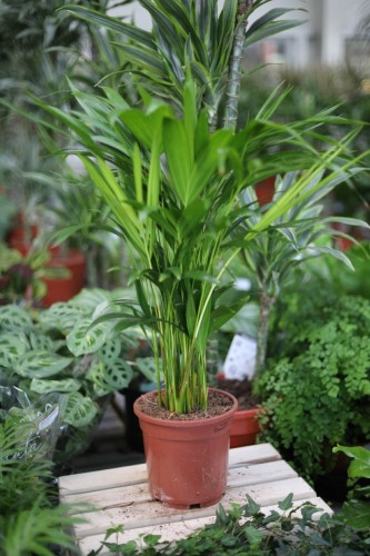 Dypsis Lutescens (Palma Areka) L (1).JPG