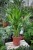 Dypsis Lutescens (Palma Areka) L (1).JPG