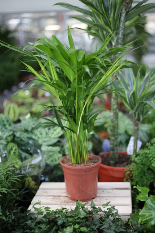 Dypsis Lutescens (Palma Areka) L (2).JPG