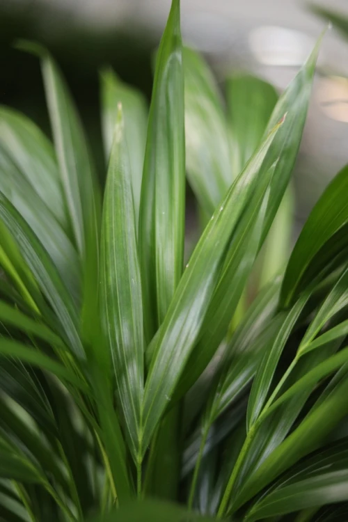 Dypsis Lutescens (Palma Areka) L (3).JPG