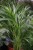 Dypsis Lutescens (Palma Areka) L (4).JPG