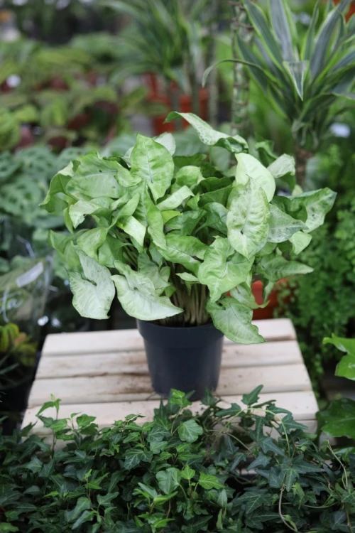 syngonium white butterfly (3).JPG