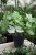 syngonium white butterfly (2).JPG