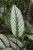 Calathea White Star 1