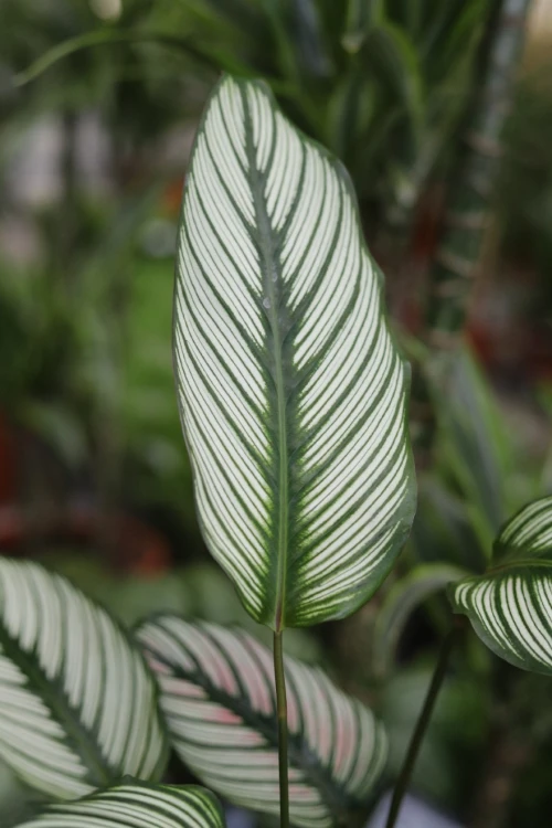 Calathea White Star 1