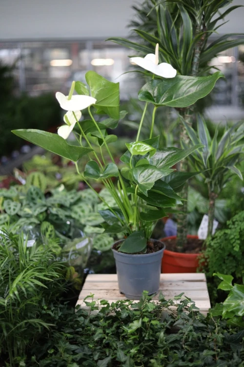 Anthurium ‘Alaska’ (Anturium Białe) XL (1).JPG