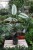 Calathea White Star 2