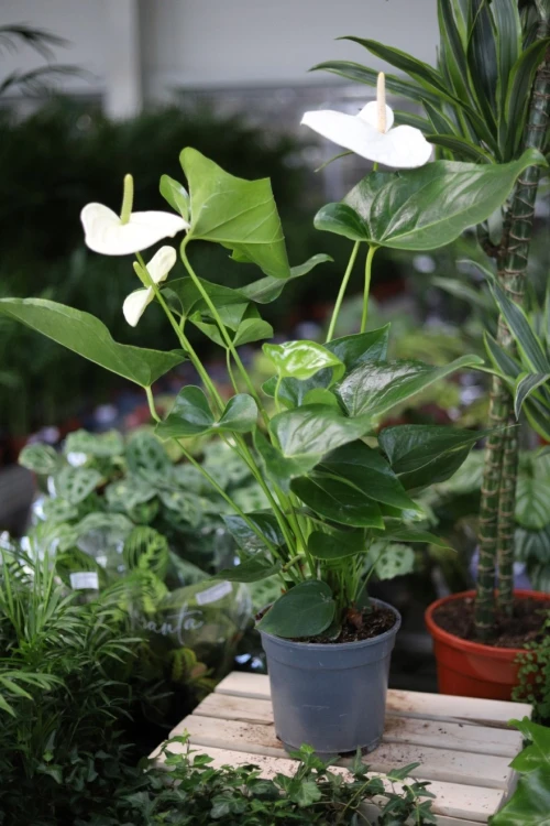 Anthurium ‘Alaska’ (Anturium Białe) XL (2).JPG