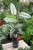 Calathea White Star