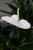 Anthurium ‘Alaska’ (Anturium Białe) XL (3).JPG