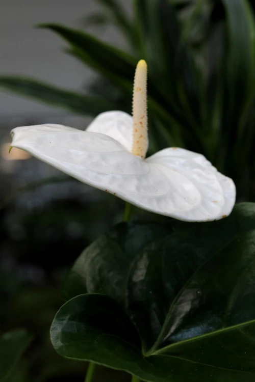 Anthurium ‘Alaska’ (Anturium Białe) XL (3).JPG