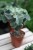 Kalanchoe beharensis ‘Maltese Cross’ (2).JPG