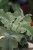 Kalanchoe beharensis ‘Maltese Cross’ (3).JPG