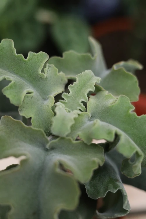 Kalanchoe beharensis ‘Maltese Cross’ (3).JPG