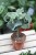 Kalanchoe beharensis ‘Maltese Cross’ (1).JPG