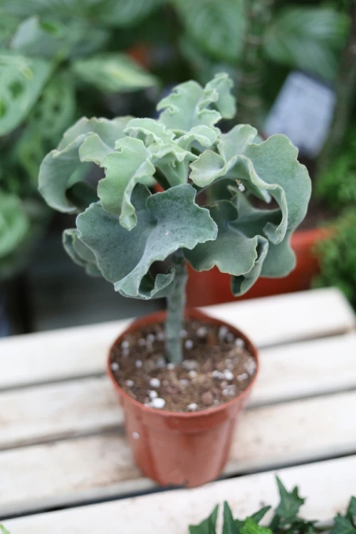 Kalanchoe beharensis ‘Maltese Cross’ (1).JPG