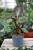 Ensete ventricosum ‘Maurelii’ (Bananowiec abisyński) (1).JPG
