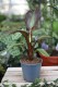 Ensete ventricosum ‘Maurelii’ (Bananowiec abisyński) (1).JPG