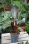 Ensete ventricosum ‘Maurelii’ (Bananowiec abisyński).JPG