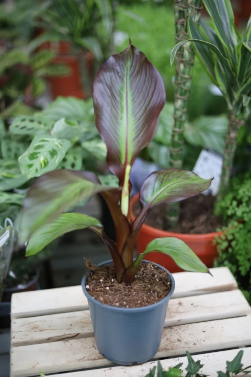 Ensete ventricosum ‘Maurelii’ (Bananowiec abisyński).JPG