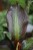 Ensete ventricosum ‘Maurelii’ (Bananowiec abisyński) (2).JPG