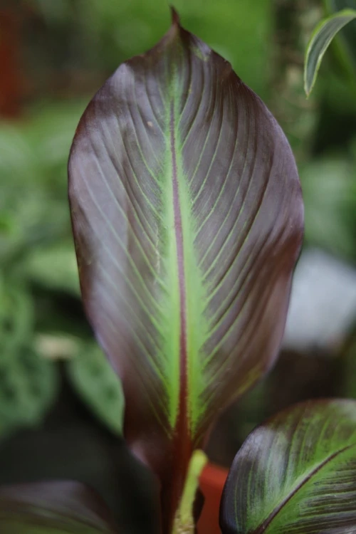 Ensete ventricosum ‘Maurelii’ (Bananowiec abisyński) (2).JPG