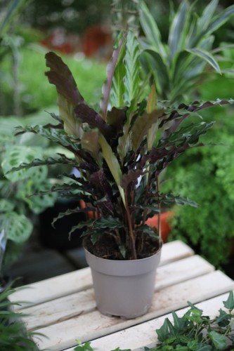 calathea rufibarbara (1).JPG