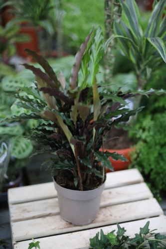 calathea rufibarbara (2).JPG