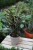 calathea rufibarbara (3).JPG