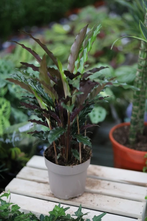 calathea rufibarbara (3).JPG