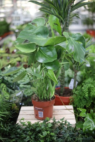 monstera XL (1).JPG