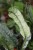 rhaphidophora puberula (2).JPG