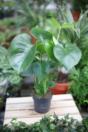monstera deliciosa m (1).JPG