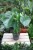 monstera deliciosa m (2).JPG
