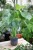 monstera deliciosa m (3).JPG