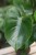 monstera deliciosa m (4).JPG