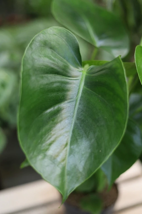 monstera deliciosa m (4).JPG