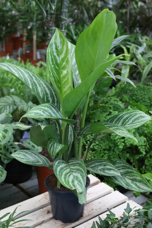 aglaonema silver stripes (3).JPG