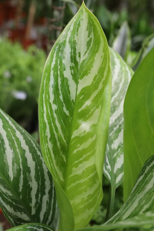 aglaonema silver stripes (1).JPG