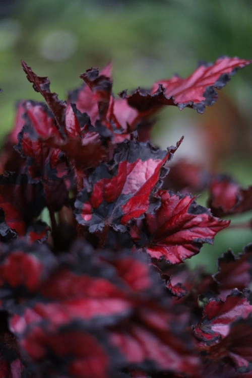 begonia inca night (2).JPG