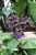 Tradescantia ‘Purple Passion’ (Trzykrotka) 1.webp