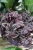 Tradescantia ‘Purple Passion’ (Trzykrotka) 2.webp