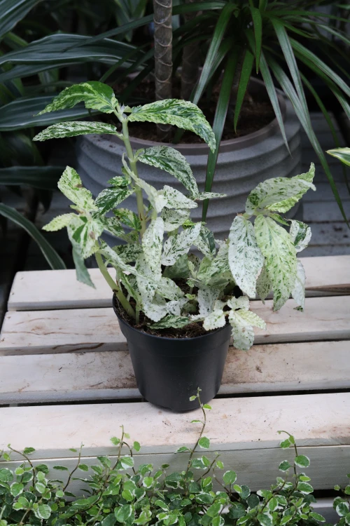 Pellionia repens ‘Variegata’ (1).JPG