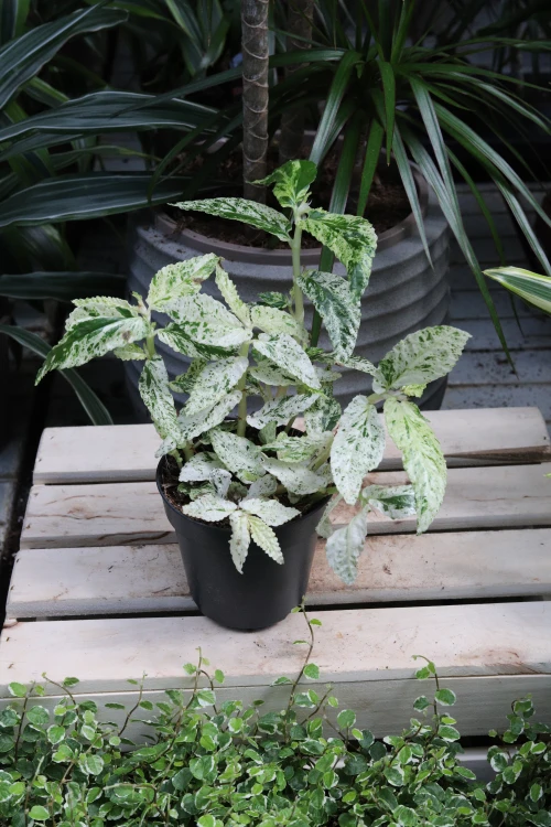 Pellionia repens ‘Variegata’ (3).JPG