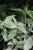 Pellionia repens ‘Variegata’ (4).JPG