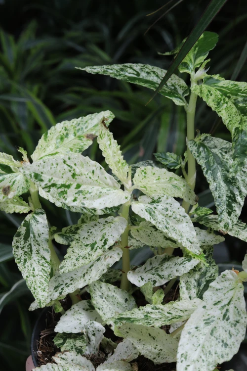 Pellionia repens ‘Variegata’ (4).JPG